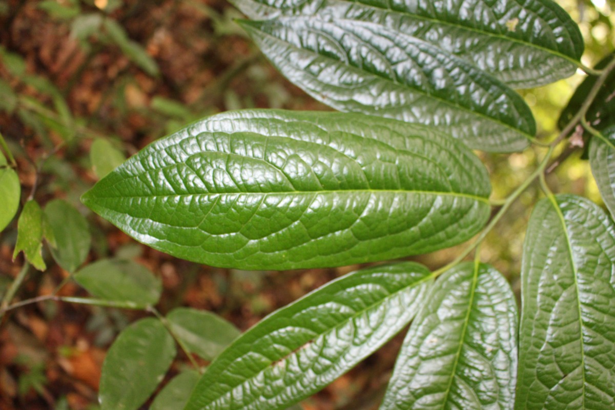 Diospyros albiflora Alston